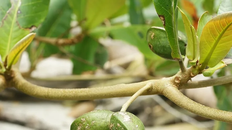 Terminalia Catappa: Benefits for Healthy Oils, Hair & Skin