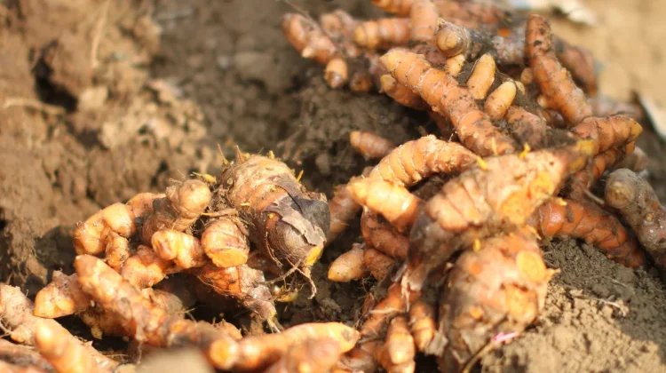 Indonesian Jamu: The Ancient Art of Herbal Wellness