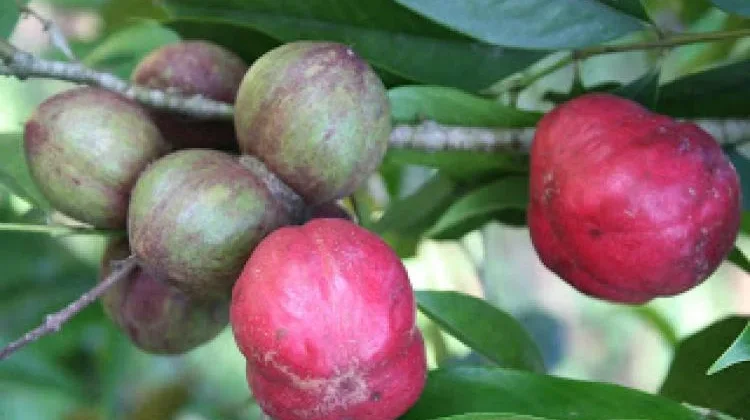 Mahkota Dewa: Indonesia’s Herbal Fruit for Cell Health
