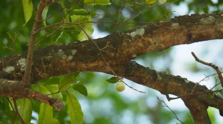 Gaharu: Indonesian Agarwood Valued for Aromatherapy and Natural Fragrance