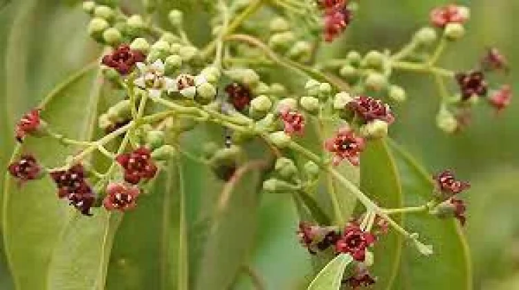 Sandalwood Studied for Sensitive Skin and Relaxation