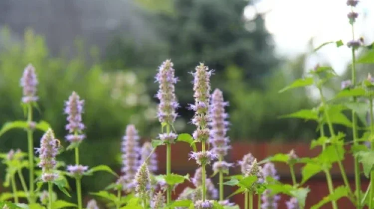 Patchouli: Indonesian Nilam Oil Becomes a Global Fragrance Ingredient