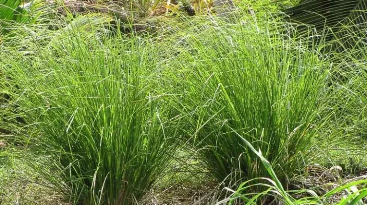 Vetiver: The Deep-Rooted Plant Studied for Stress Relief and Aromatherapy