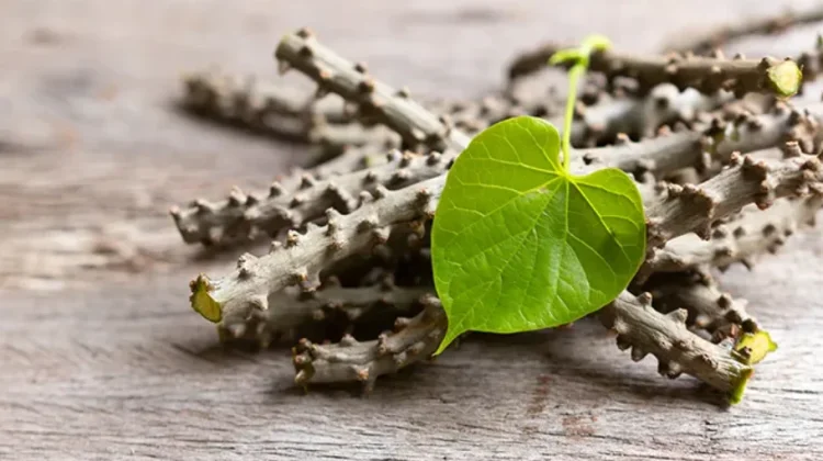 Tinospora Crispa: Indonesian Brotowali for Blood Sugar Balance