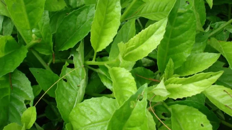 The “Longevity Spinach” for Cardiovascular Wellness, Blood Sugar Balance