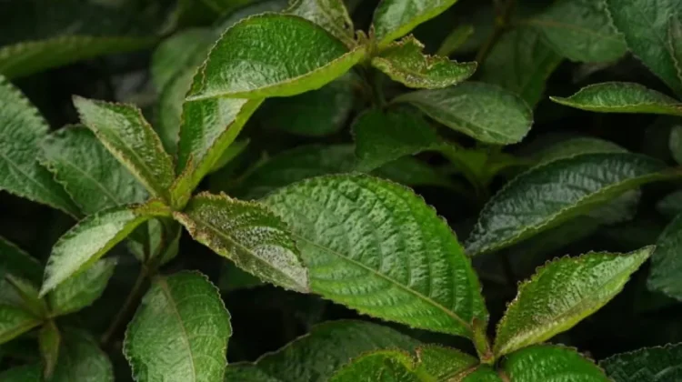 Indonesian Keji Beling for Urinary Health and Herbal Applications