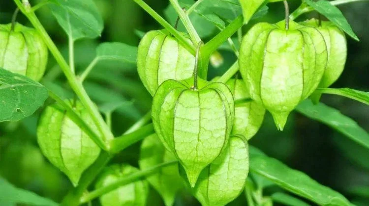 Ciplukan: The Golden Berry Plant for Immune Support and Natural Compounds
