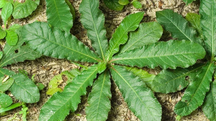 “Tapak Liman” Herb for Inflammation Control and Natural Medicine