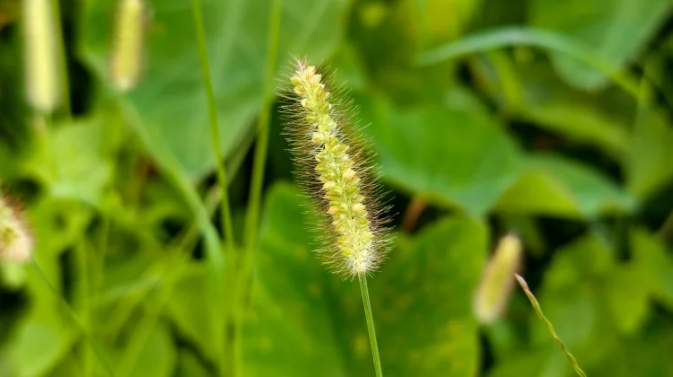 Alang-alang: Grass Studied for Urinary Health and Herbal Cooling Remedies