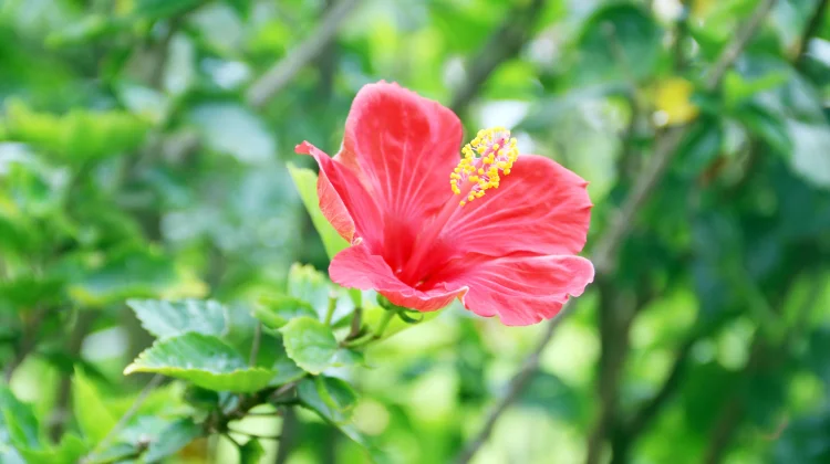 Hibiscus: Tropical Flower for Hair Care, Skin Protection & Botanical Beauty