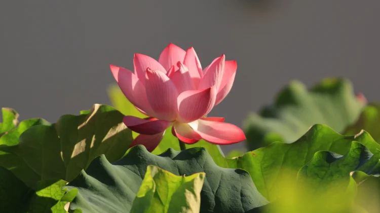 Lotus: Sacred Flower for Skin Aging, Stress Balance, Nutritional Wellness