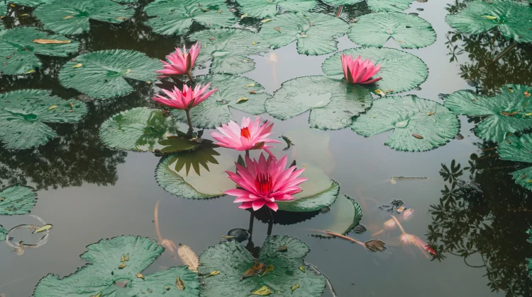 Tropical Water Lily for Traditional Healing, Natural Bioactive