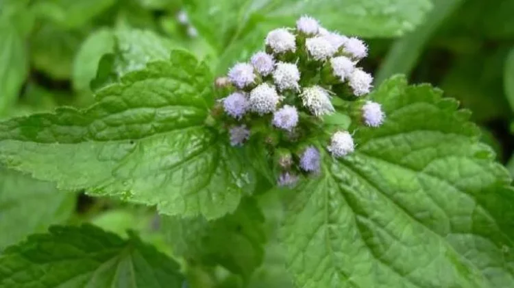 Bandotan: Common Weed Studied for Wound Care & Antimicrobial Activity Innovation