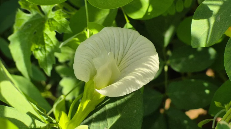 White Butterfly Pea: The New Trend in Functional Beverages