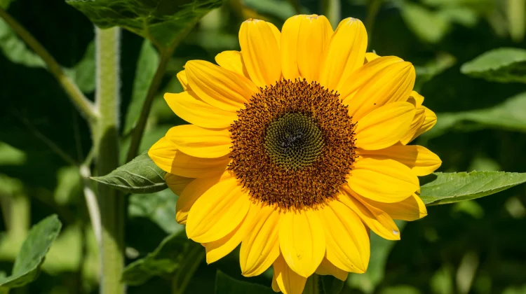 Sunflower Oil: Key Benefits for Health, Diet, and Skincare
