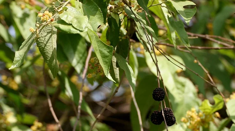 Guazuma Ulmifolia: Jati Belanda Studied for Digestive Support & Metabolic Health