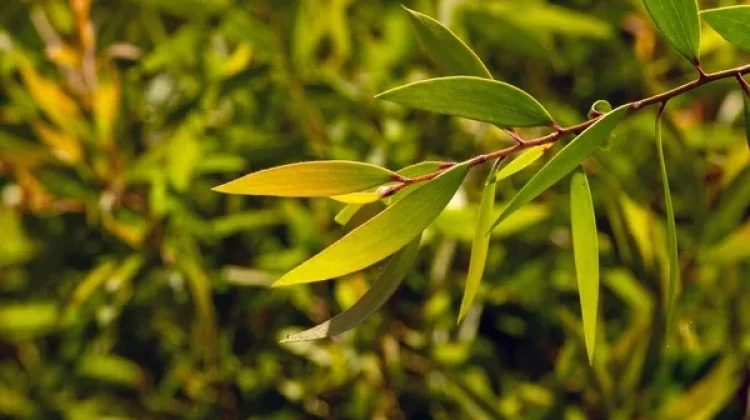Cajuput Oil: The Natural Essential Oil for Respiratory Relief