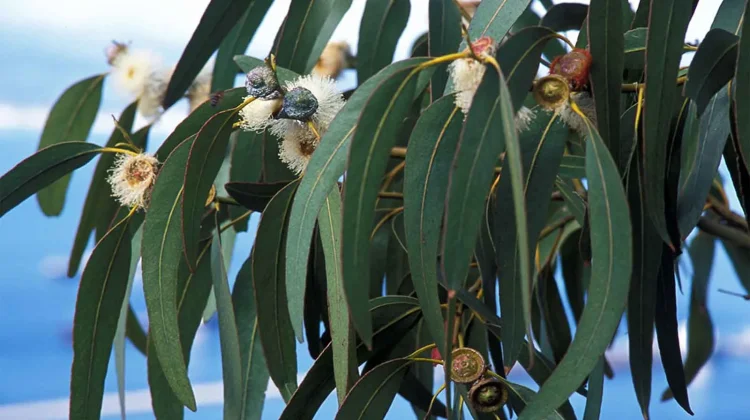 Eucalyptus Oil: Science-Backed Benefits for Clearer Airways