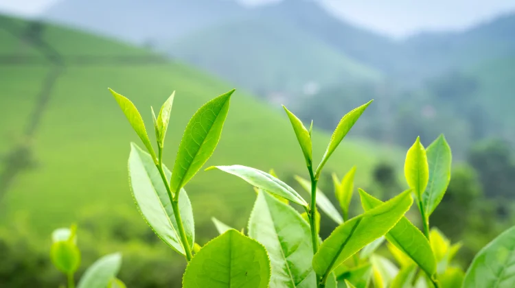 Green Tea: How It Boosts Metabolism and Promotes Healthy Aging