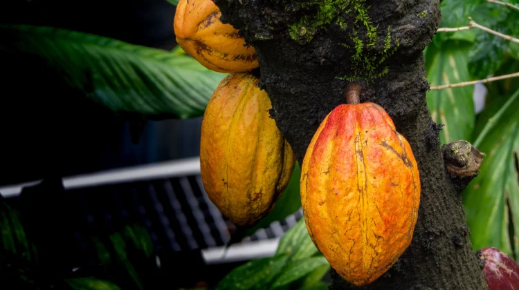 How Cocoa Boosts Your Mood and Heart Health