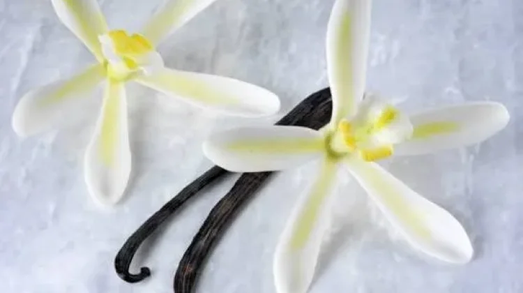 Indonesian Vanilla: From Natural Aroma to Skincare Trends