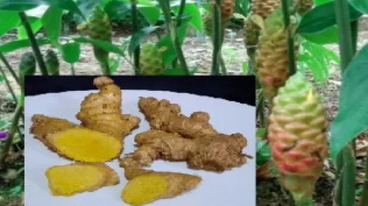 Bengle Rhizome: Traditional Herbal Care & Modern Science