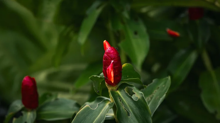 Lempuyang Root: Studied for Digestive Comfort and Inflammation Control