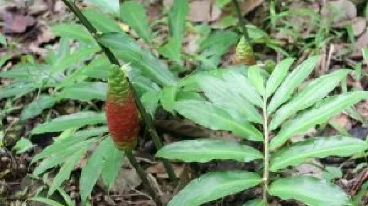 Lempuyang Wangi: Essential Oil & Herbal Remedies