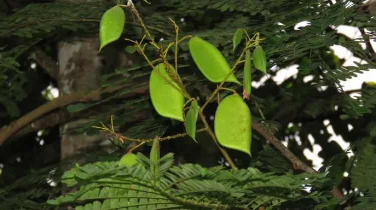 Secang Wood Studied for Natural Red Pigments