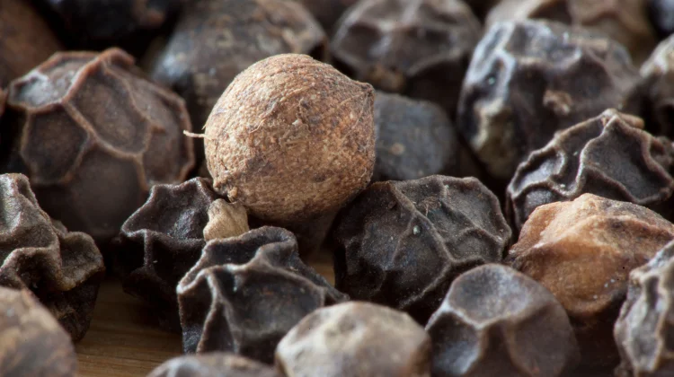 Cubeb Pepper Studied for Aromatic Oils and Respiratory Care