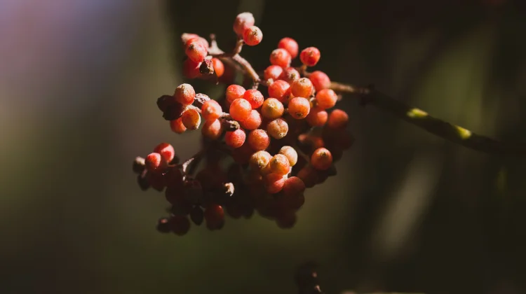 Andaliman: The Indonesian “Batak Pepper” for Digestion & Culinary Medicine