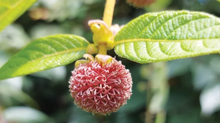 Gambir Studied for Oral Care and Natural Antioxidants