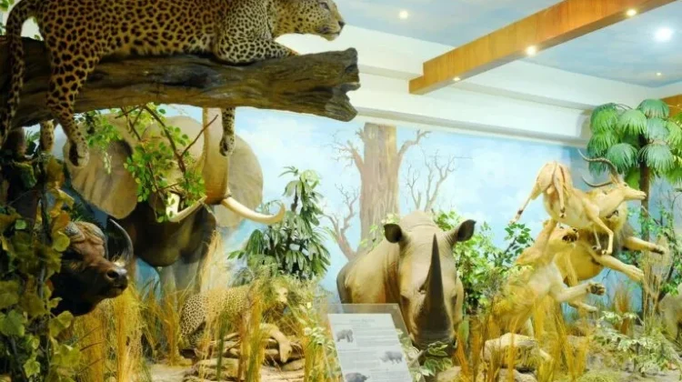 Rahmat International Wildlife Museum & Gallery Features Taxidermy Specimens