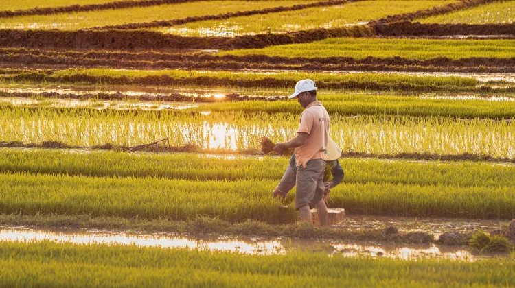 CIPS: Rice Price Hikes Require More Flexible Supply