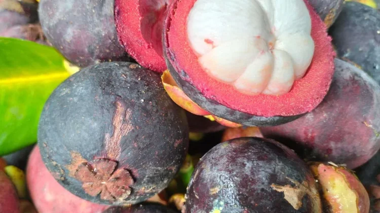 Indonesian Mangosteen Named Southeast Asia’s Best Fruit in 2026 - RRI.co.id