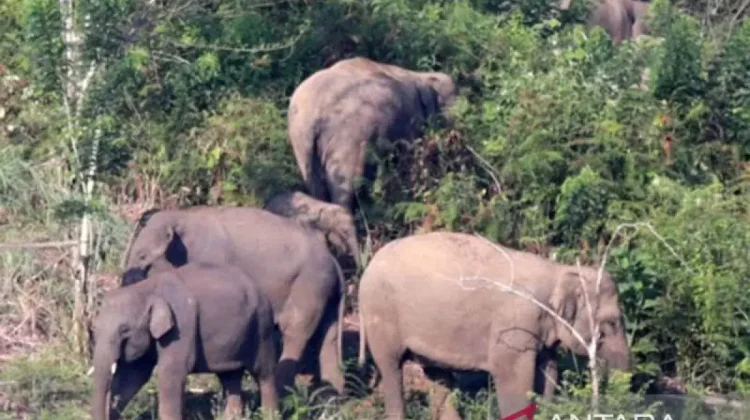 Five Wild Elephants to Be Relocated in South OKU to Prevent Conflict