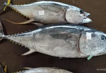 Marine Science as Leverage in Global Tuna Quota Negotiations
