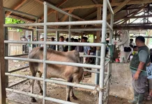 President Prabowo Sends Cattle for Meugang to Flood-Hit Aceh Villages