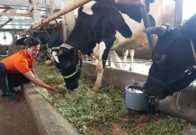 Indonesia–Denmark Cooperation Enhances Feed Safety