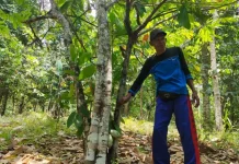 Forestry Ministry Identifies 1.1M Hectares for Coffee, Nutmeg, Cocoa