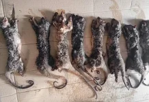 Manado Wildlife Bust Targets Endangered Kuskus Trade