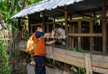 Tuban Intensifies FMD Response Amid Surge in Cases