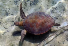 Derawan Islands Put Local Communities at the Heart of Green Turtle Conservation