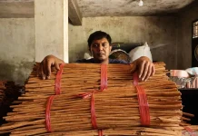Cinnamon from Agam Regency Farmers Finds Market in Europe After Floods