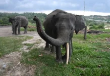 Siak Regency Responds to Elephant Rampage at Mess