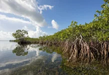 Indonesia Eyes 2027 Global Carbon Market Entry Through Blue Carbon