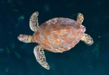 YKAN-Coral Triangle Safeguards Sea Turtles in Derawan Islands