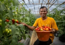 Youth In Bogor Turns Snail Pests Into Fertilizer