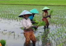 Syngenta Empowers Female Farmers to Boost Food Security