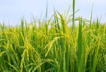Sukabumi Successfully Develops National Superior Rice Varieties